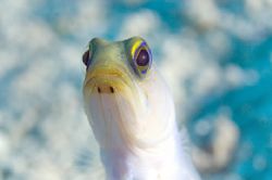 Jawfish. Turks & Caicos by Andy Lerner 